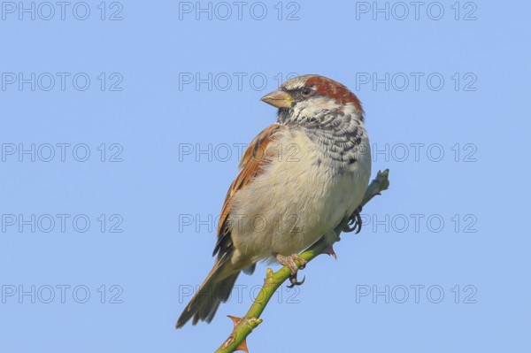 House Sparrow (Passer domesticus), male sitting on a thorny branch, blue background, wildlife,