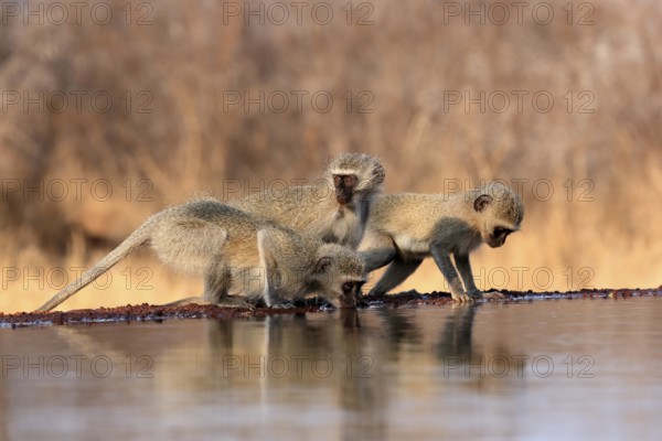 Vervet Monkey (Chlorocebus pygerythrus), adult, three animals, group, drinking, at the water,