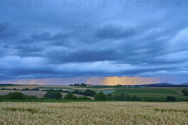 Wide wheat field (Triticum), in front of a hilly landscape under a cloudy sky at dusk, summer,