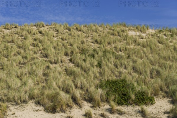 Heath landscape, dune landscape, hiking, excursion, nature, tourism, travel, blue sky, Kampen,