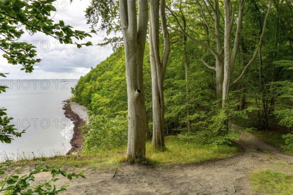 The Hochuferwanderweg from Baabe via Sellin to Binz, through dense beech forest, along the cliffs,