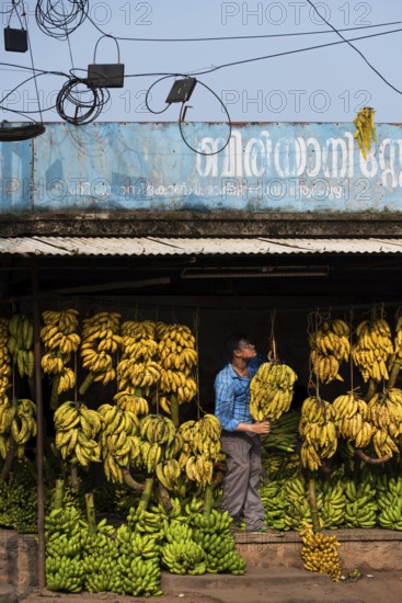 Electrical wiring, man hanging banana plants, bananas, banana trader, Alappuzha or Alleppy, Kerala,