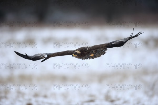 Steppe eagle (Aquila nipalensis), adult in the snow, flying, in winter, snow, Zdarske Vrchy,