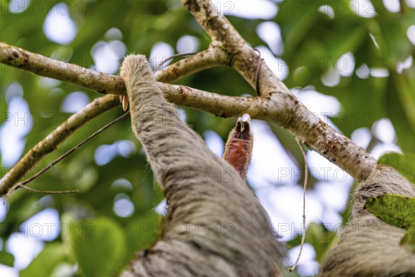 Finger, of the two-fingered sloth (Choloepus), Mammals (Mammalia), Osa Peninsula, Puentarenas,