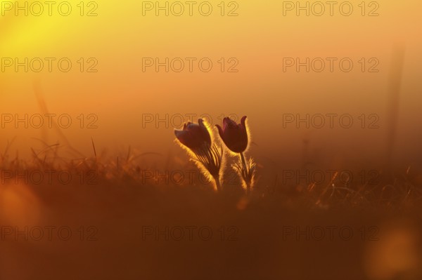 Flower silhouette in the sunset with warm light, Pasque flower (Pulsatilla vulgaris), Upper
