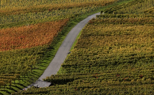 Road, path, through vineyard, vines, grapevines, wine growing, autumn colours, autumn, Kappelberg,