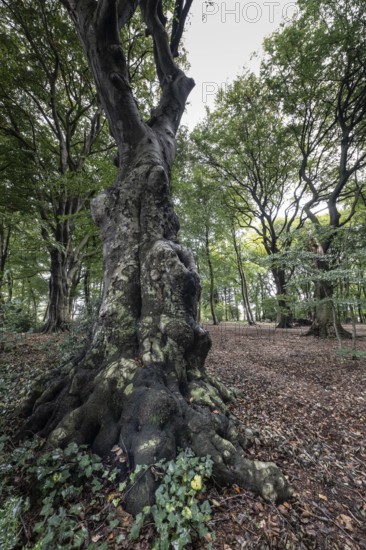 Old copper beech (Fagus sylvatica), Emsland, Lower Saxony, Germany, Europe