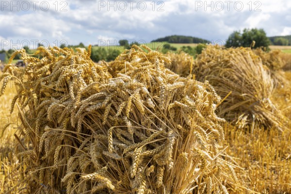 The Cunnersdorf village association presented historical harvesting techniques in agriculture,