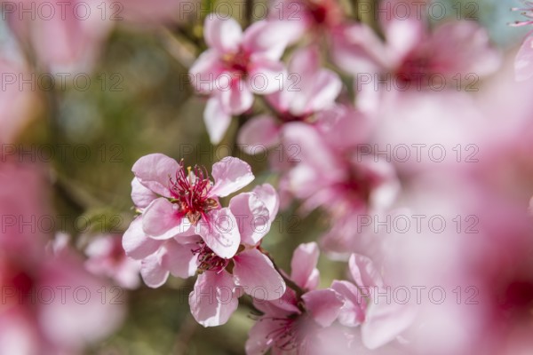 Peach blossoms about 3 weeks earlier this year, Rippien, Saxony, Germany, Europe