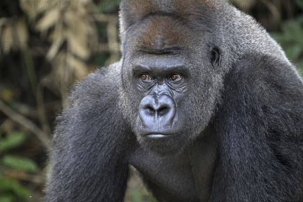 Western lowland gorilla (Gorilla gorilla gorilla), portrait, Réserve Lésio-Louna nature reserve,