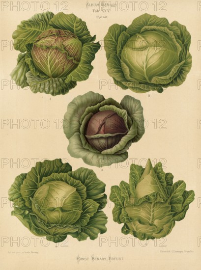 Vegetable, cabbage, white cabbage, red cabbage, after Ernst Samuel Benary (10 November 1819, 19