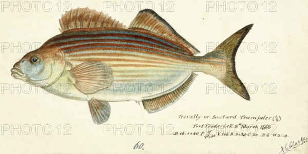 Bastardtrompeter, Copper Moki, Red Bastard, Latridopsis forsteri, a species of marine ray finned