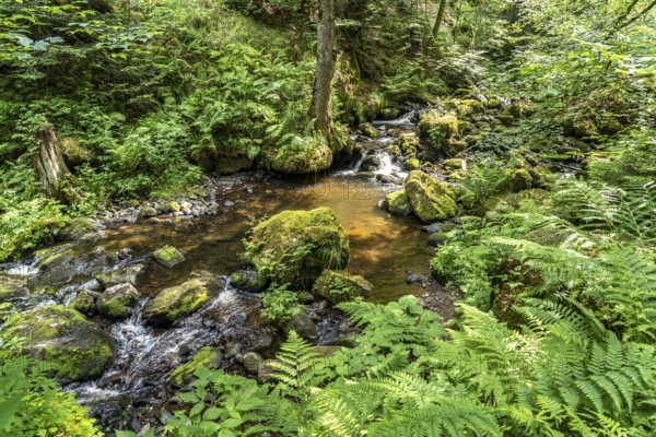 In the Ravenna Gorge near Breitnau, Black Forest, Baden-Württemberg, Germany, Europe