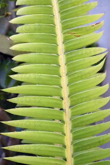 Leaf of the fast-growing palm fern (Dioon spinulosum), Botanical Garden, Erlangen, Middle