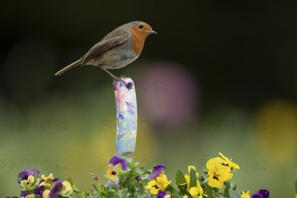 European robin (Erithacus rubecula) adult bird on a trowl handle in garden plant pot with pansy