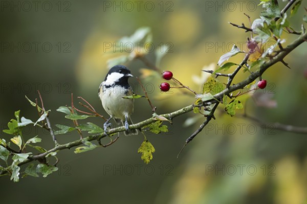 Coal tit (Periparus ater) adult bird on a Hawthorn tree branch with red berries in autumn in a