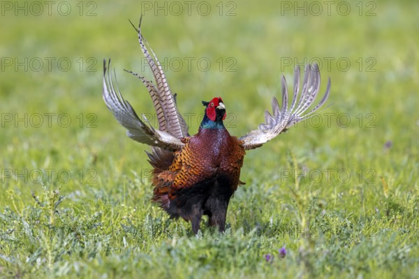 Common pheasant (Phasianus colchicus) male, cock displaying by flapping wings in field during the