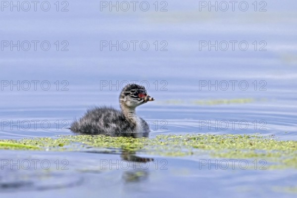 Black-necked grebe, eared grebe (Podiceps nigricollis) chick, young swimming in pond in spring