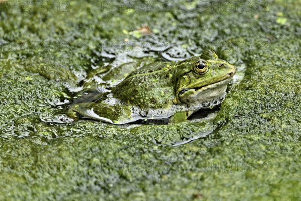 Water frog (rana esculenta), sitting on a carpet of algae in a pond, Switzerland, Europe