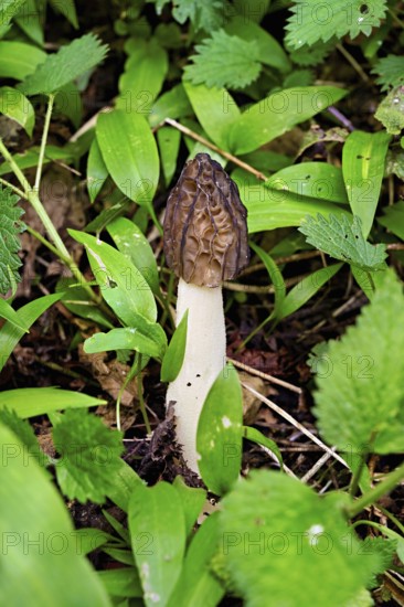 Capped morel (Morchella semilibera), Switzerland, Europe