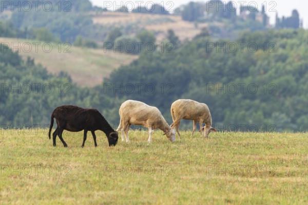 Domestic sheeps (Ovis aries) standing on a meadow with a Western cattle egret (Bubulcus ibis),