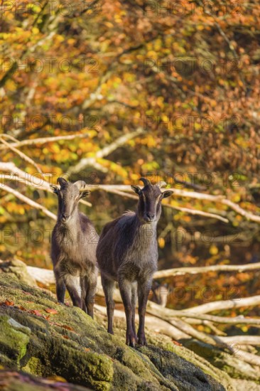 Two female Himalayan tahr (Hemitragus jemlahicus) stand on a rock. A dense autumnal forest is in
