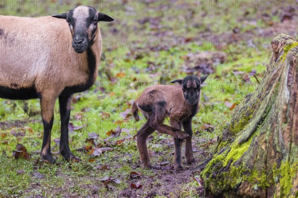 A female Cameroon or Cameroon Dwarf sheep, Ovis gmelini aries, and its lamb stand on a forest edge