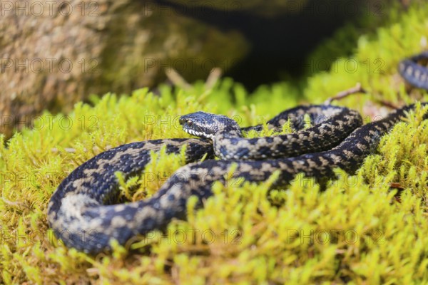 One Vipera berus, the common European adder or common European viper, rests on moss in bright