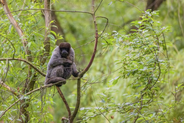 A common woolly monkey, brown woolly monkey, or Humboldt's woolly monkey (Lagothrix lagothricha)
