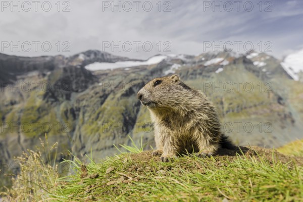 A young Alpine Marmot, Marmota marmota, rests on a grassy rim. Snow covered mountains are in the
