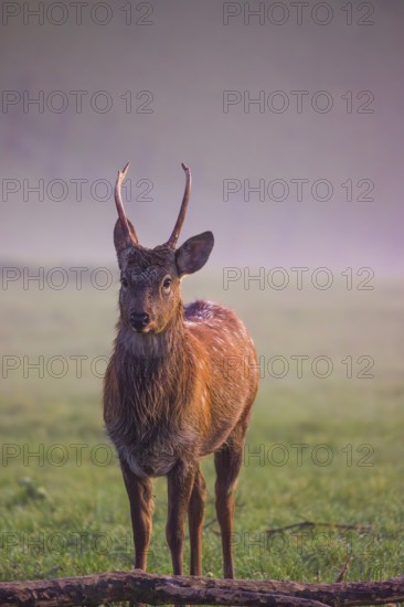 A Sambar stag (Rusa unicolor), stands on a misty meadow in first morning light