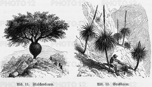 Australian mountain landscape with bottle tree (Asimina triloba) and grass tree (Xanthorrhoea)