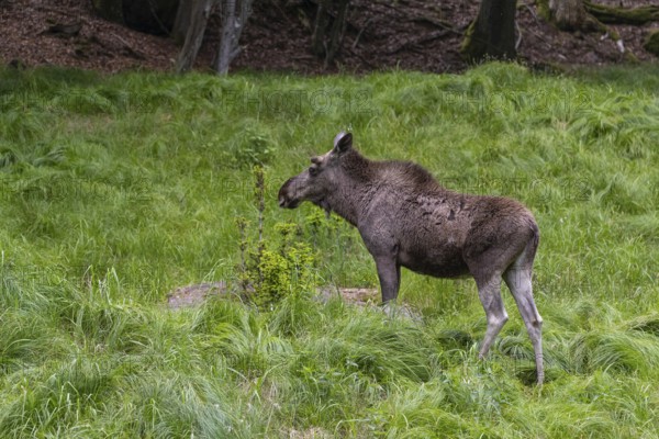 One adult male moose or elk, Alces alces, walking over a meadow with tall fresh green grass, eats