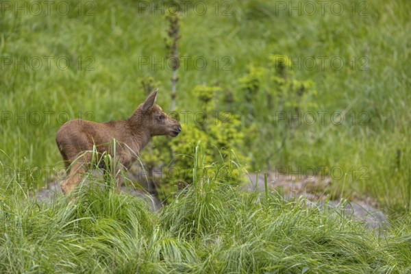 One baby moose or elk, Alces alces, (19 days old, born May 8, 2020 on a meadow with tall fresh