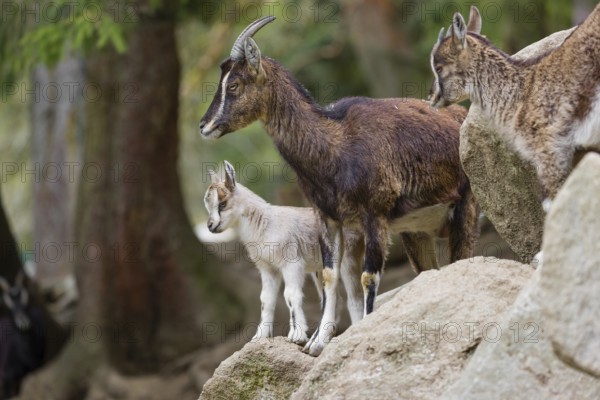 A female bezoar ibex (Capra aegagrus aegagrus) stands together with her goatling on a rock