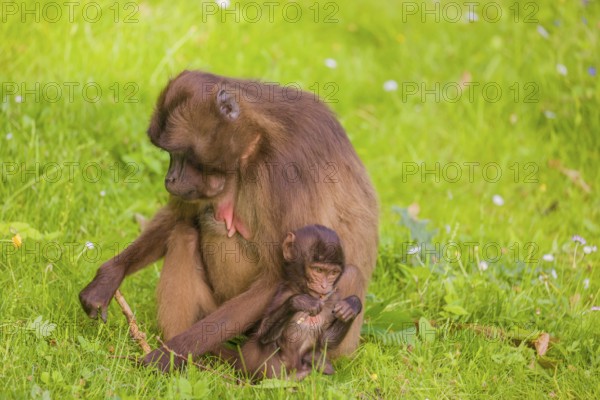 A female Gelada (Theropithecus gelada), or bleeding-heart monkey with her baby sits in a flowering