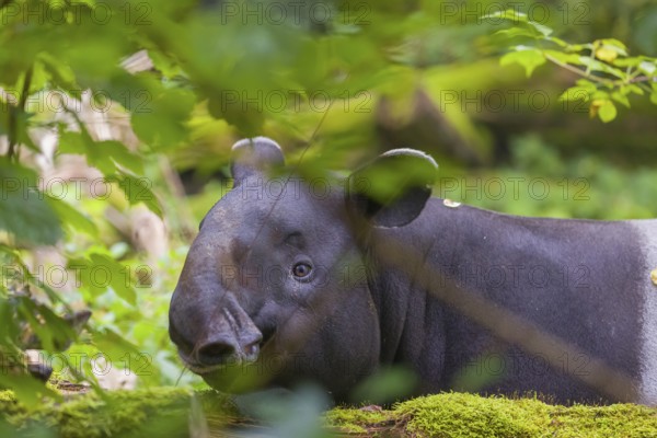 A Malayan tapir (Acrocodia indica) stands hidden in dense undergrowth looking for food
