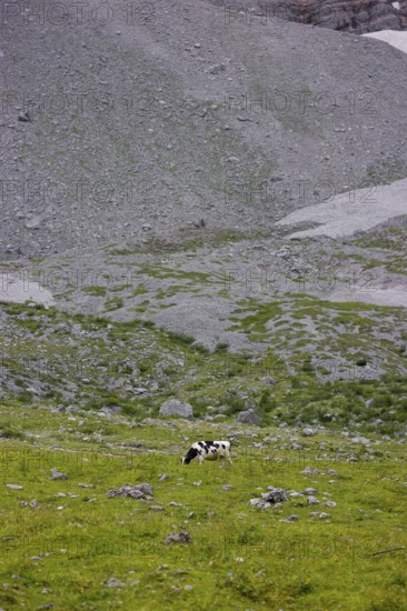 Holstein Friesian cattle grazing on the alpine pasture, Eng valley, Austria, Europe