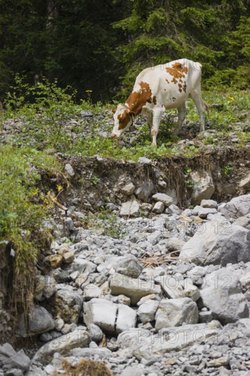 A Holstein-Friesian cattle grazing on a mountain pasture in steep, rocky terrain. Eng Valley,