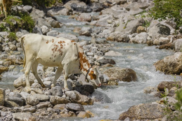 Holstein Friesian cattle crossing a creek on an alpine pasture. Eng valley, Austria, Europe