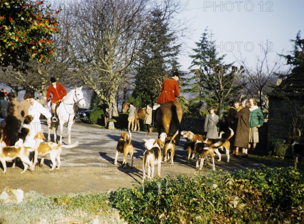Horseman hunting with dogs in a rural area in England, United Kingdom 1950s