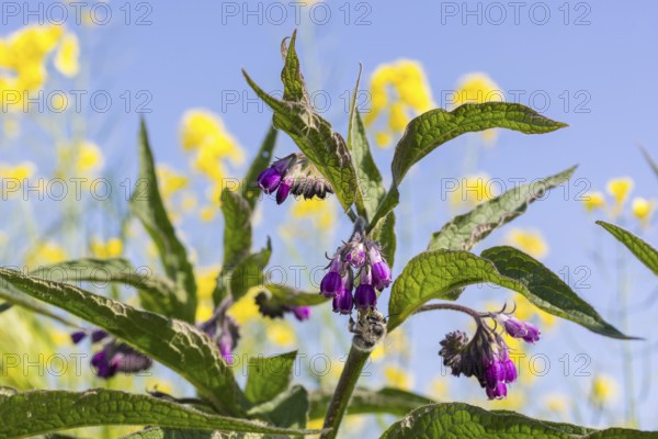 Comfrey (Symphytum), plant in flower, Saxony, Germany, Europe