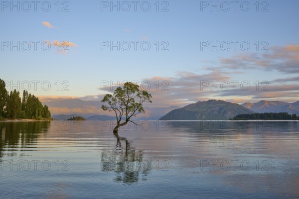 A tree stands in the lake, surrounded by clear mountains and calm morning air, summer, Lake Wanaka,