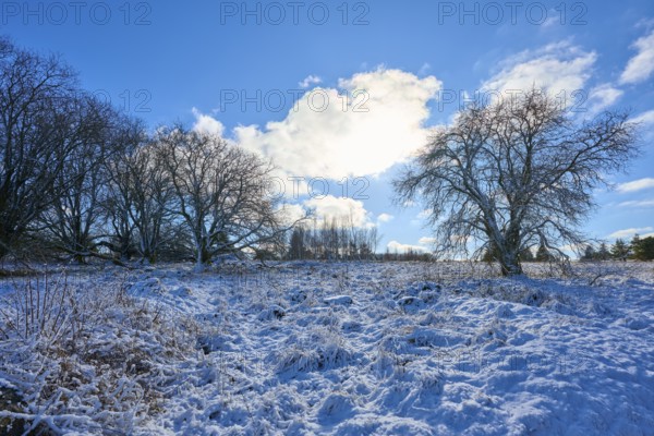 Snowy winter landscape with bare trees and a clear sky, Winter, Oberelsbach, Lange Rhön, Rhön,