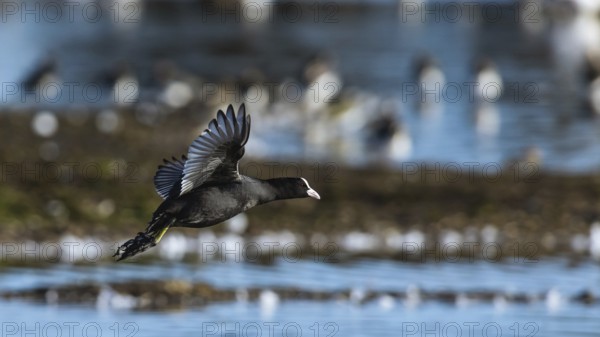 Eurasian Coot, Fulica atra, bird in flight over winter marshes