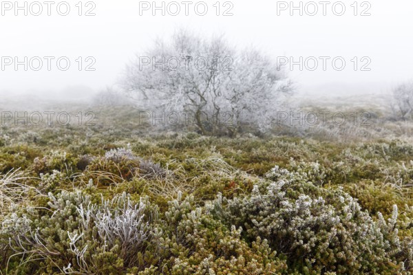 Beach milkwort (Glaux maritima) with hoar frost and windblown fog in the dune landscape on