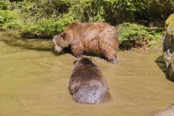 A Eurasian brown bear (Ursus arctos arctos) sow fighting with a big male in a pond
