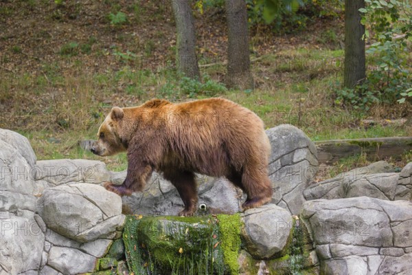 A Kamchatka brown bear (Ursus arctos piscator) runs across a rocky area in front of a forest