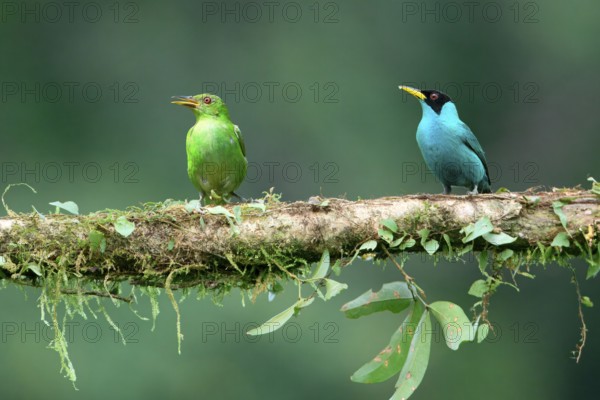 Male and female Green Honeycreeper (Chlorophanes spiza) on a branch, Costa Rica, Central America
