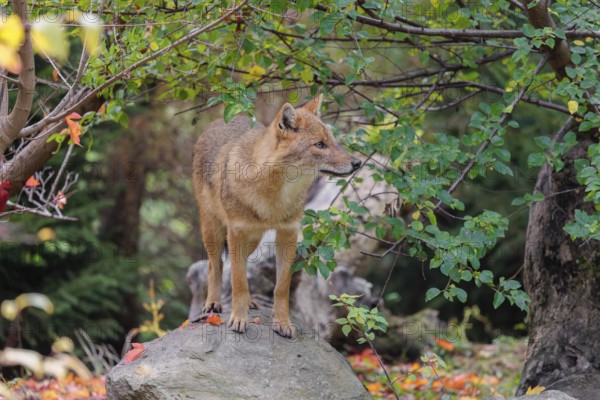 A golden jackal (Canis aureus) stands on a rock between bushes at the edge of the forest